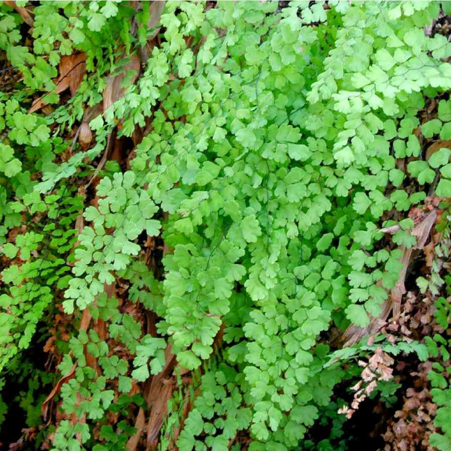 Culantrillo de pozo