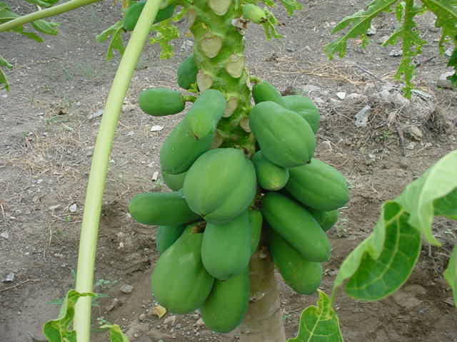 Fruta bomba