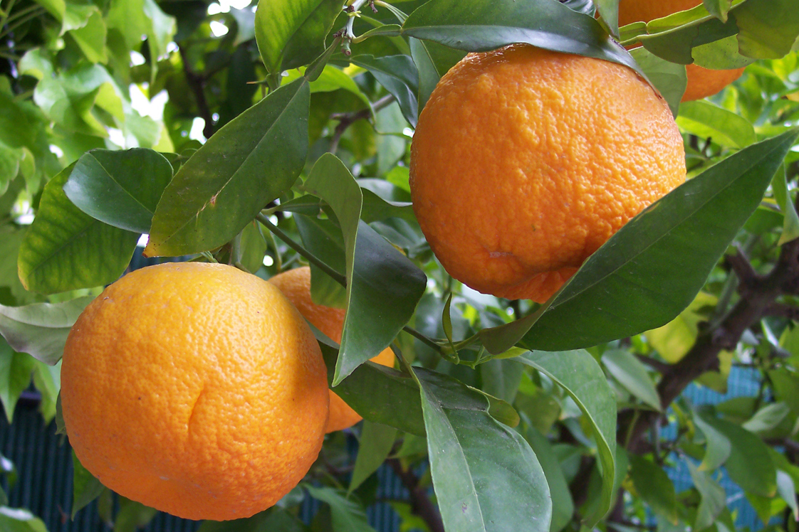 Naranja agria