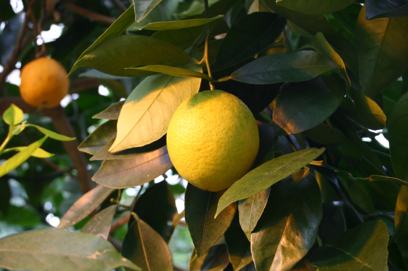 Naranja dulce