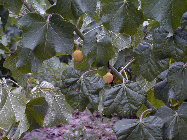 Piñón de botija