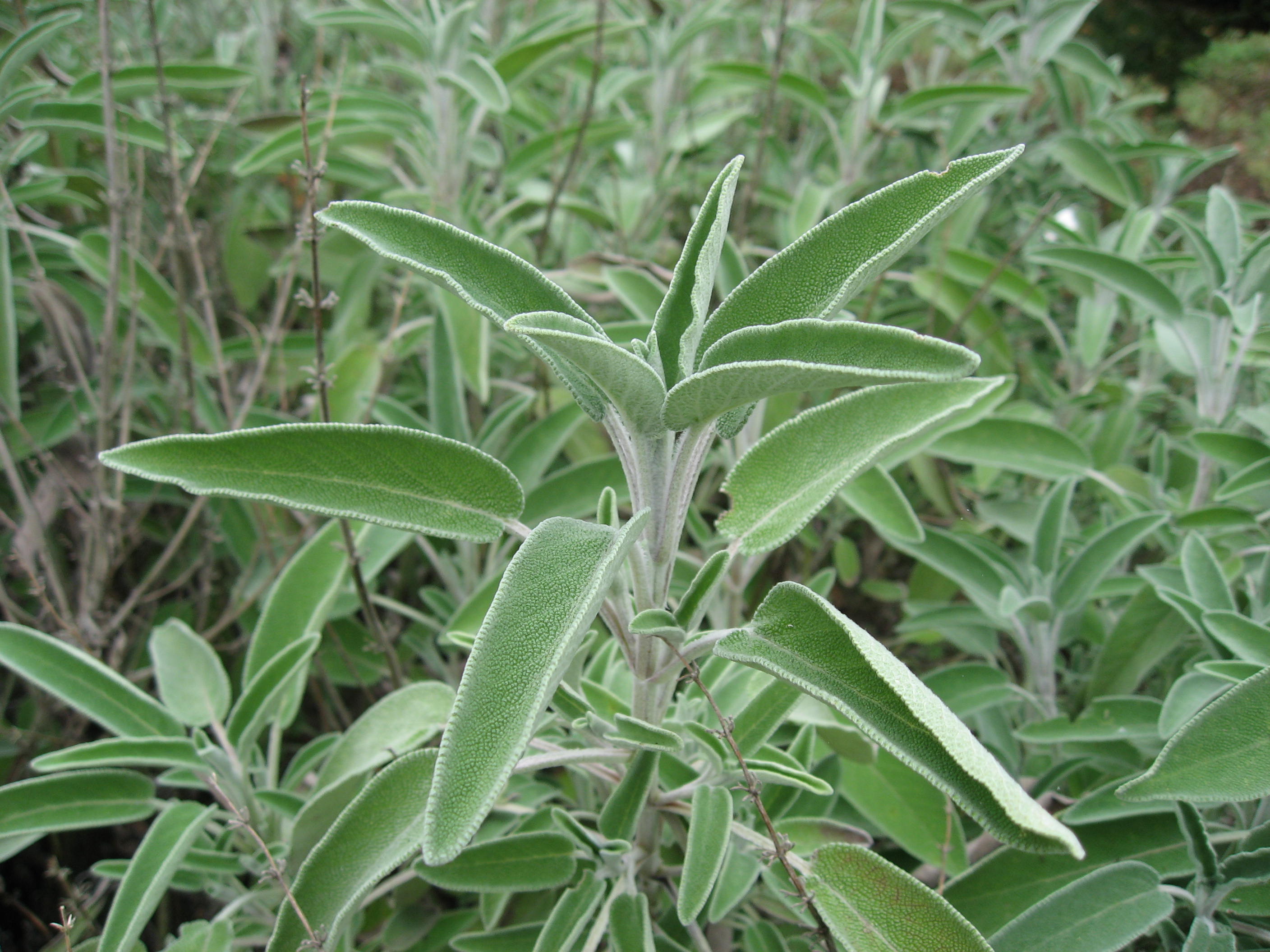 Salvia de castilla