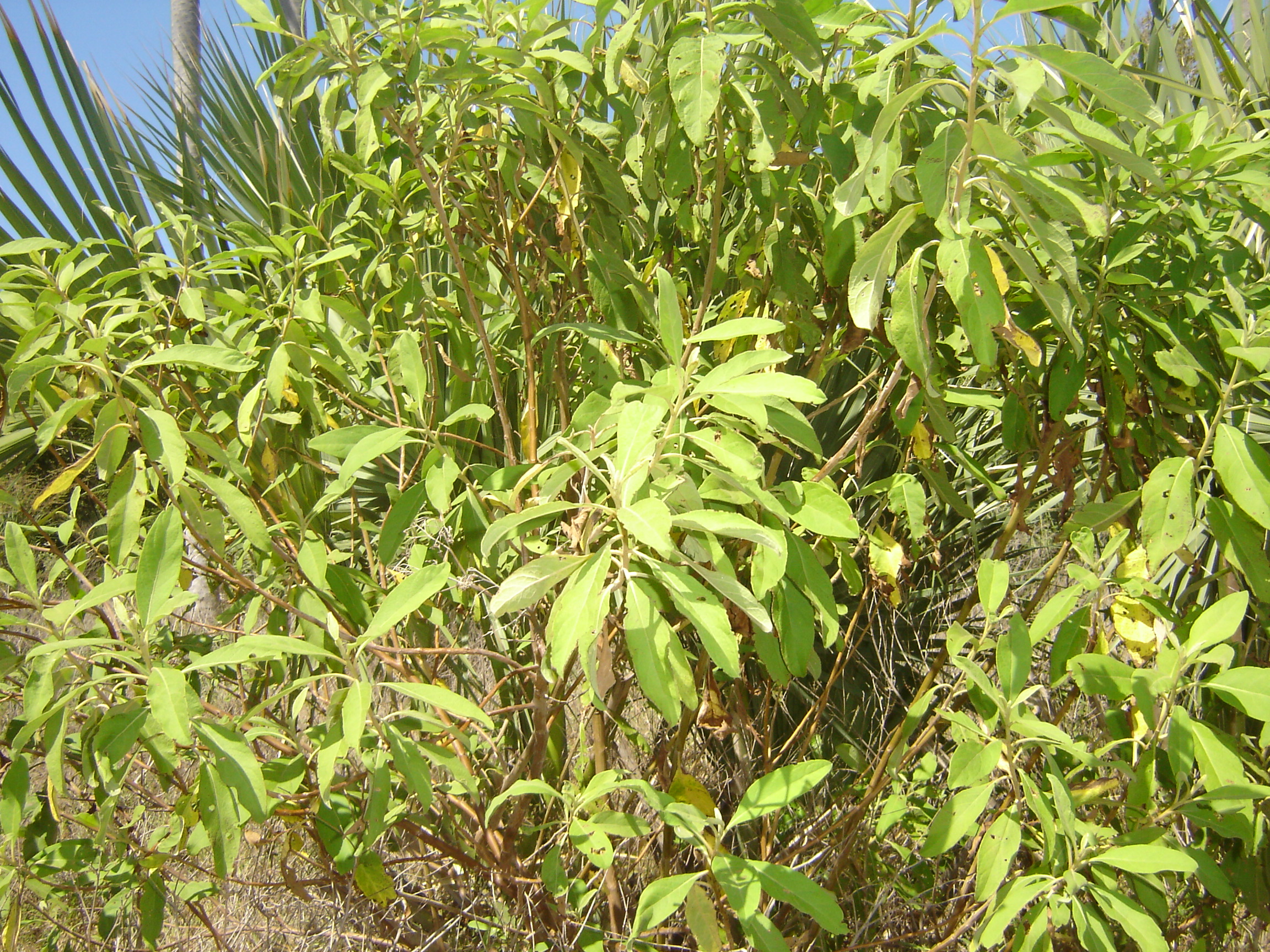 Salvia de playa