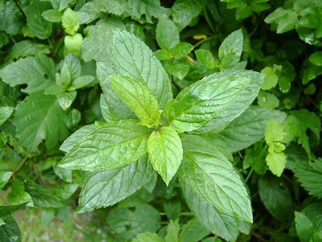 Torongil de menta