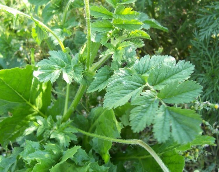 Yerba de la niña